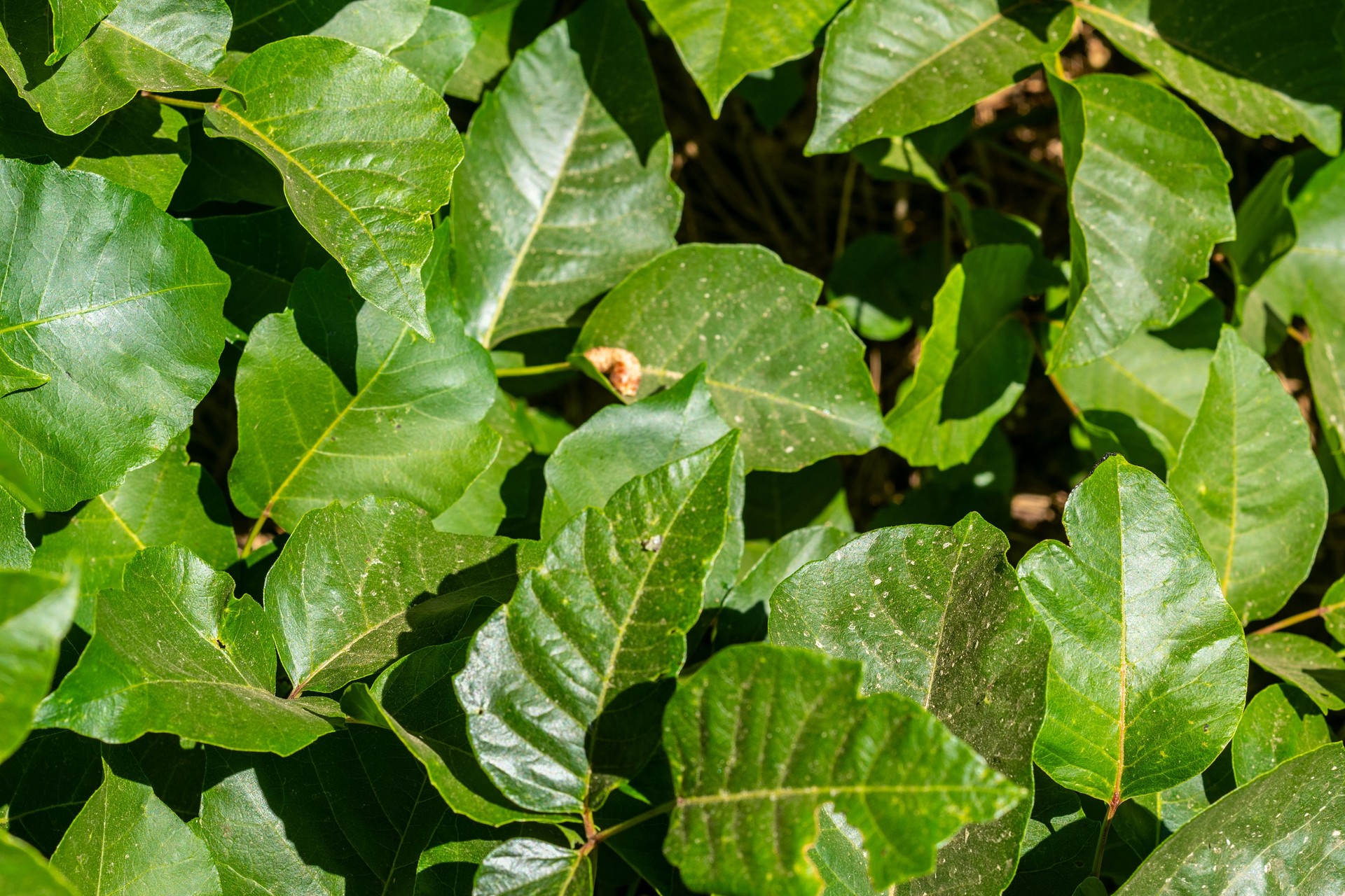 Poison Ivy